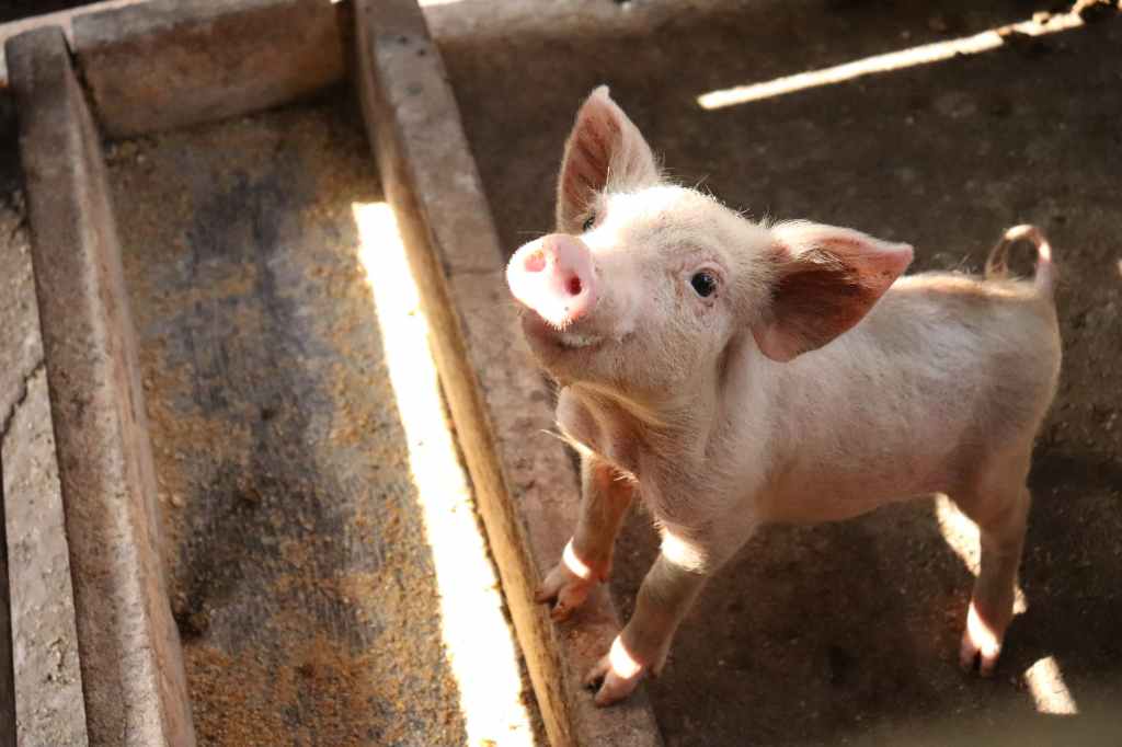 Enhancing Livestock Management: The Value of DNA Parentage Assignment in&nbsp;Farming