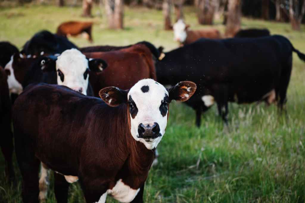 Boosting Livestock Productivity: The Benefits of Genotyping and Leveraging DNA for Enhanced&nbsp;Farming